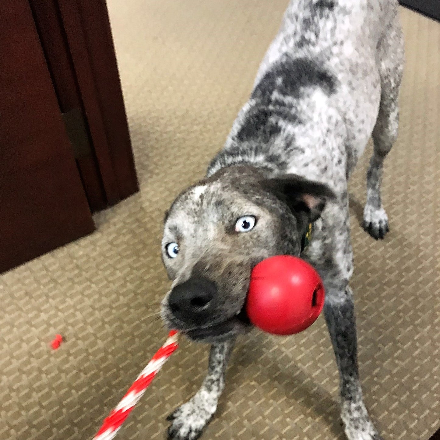 USA-K9 Cherry Bomb Rubber Dog Chew Toy | K9 Handler Reward Toy | USA Made