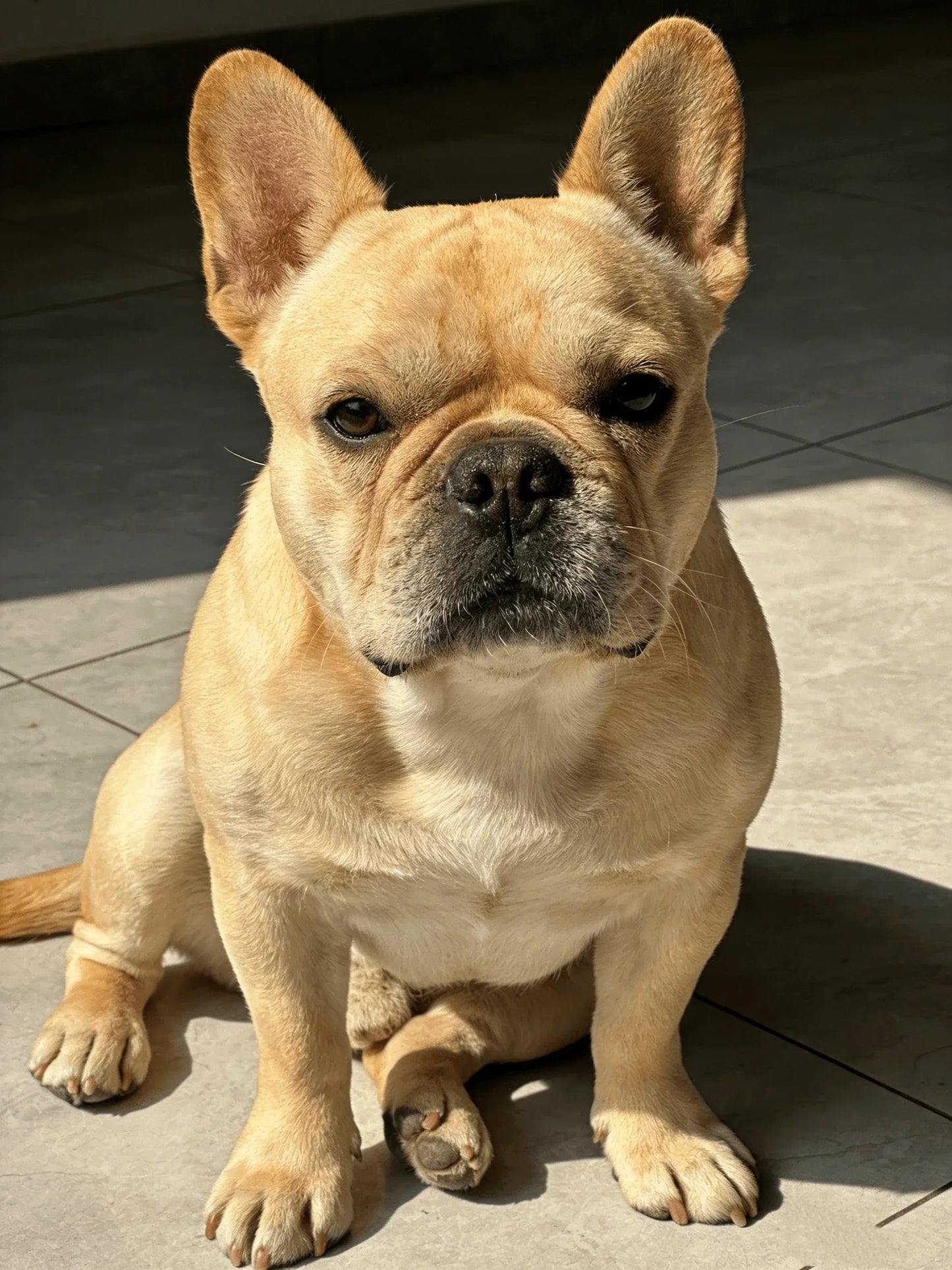 French Bulldog Pendant Necklace | Stainless Steel Dog Jewelry for  Men