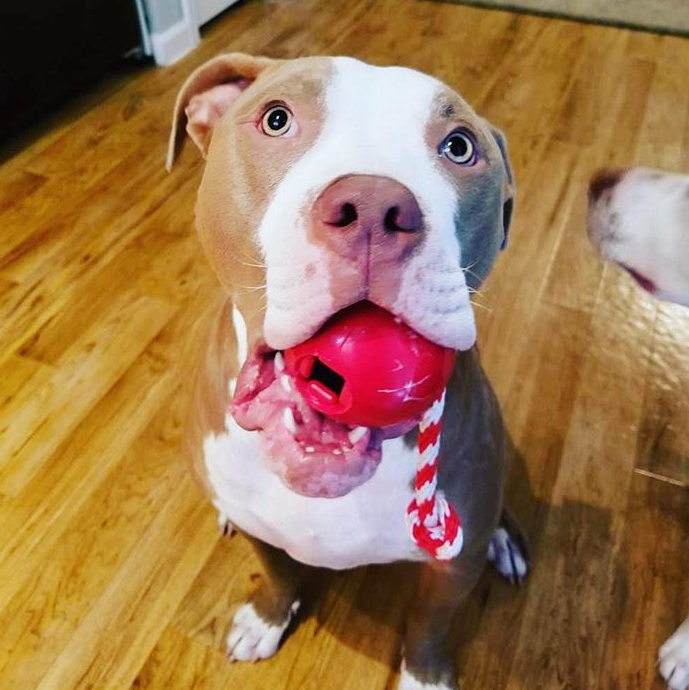 USA-K9 Cherry Bomb Rubber Dog Chew Toy | K9 Handler Reward Toy | USA Made